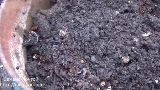 Необычные способы выращивания огурцов