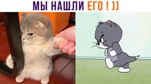 МЫ НАШЛИ ЕГО! ))) Приколы с котами | Мемозг 1120