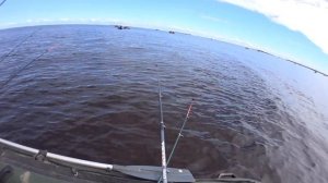 Камбала 2022. Белое море