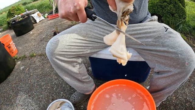 How to clean razor clams смотреть онлайн