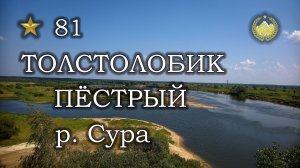 ✮ р. Сура ✮ Толстолобик пёстрый ✮ Русская рыбалка 4 ✮