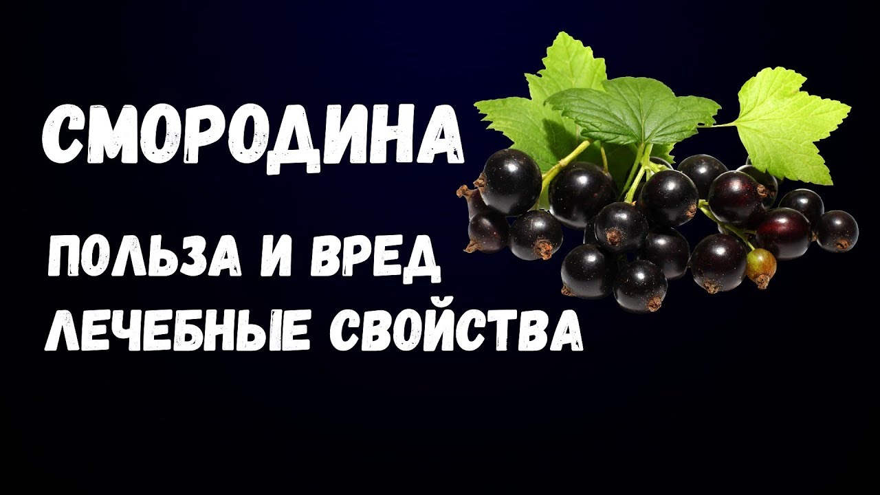 Полезные свойства смородины для человека