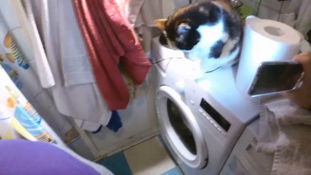 Как помыть кошку одному ? Легко и просто смотреть онлайн