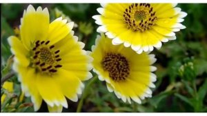 Цветы, рассказ о цветах