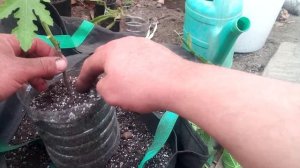 Инжир отсаживаем воздушные отводки