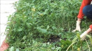 Когда срезать сидераты?