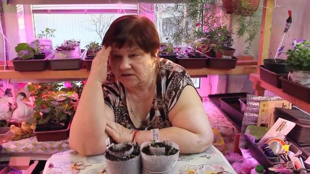 ПРО ПЛАНЫ НА БЛИЖАЙШЕЕ ВРЕМЯ. КАКУЮ ТЕПЛИЦУ ТОЧНО НЕ СТОИТ ПОКУПАТЬ!