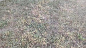 Саженцы кедра сибирского.