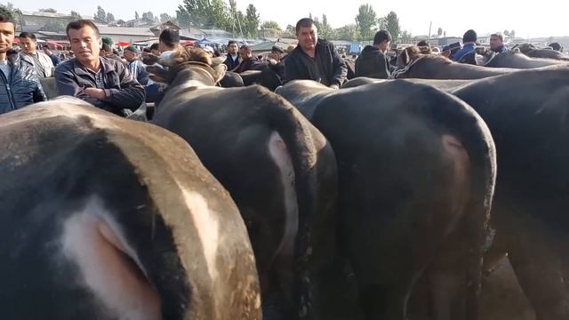 Uychi tumani Yorqõrģon mol bozori Semiz buqalar narhlari 19.04.2023yil+99833.781.14.04