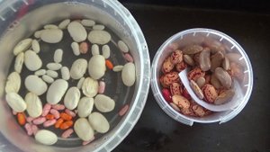 Фасоль,посев на рассаду