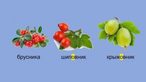 Russian Berries Русский язык Ягоды