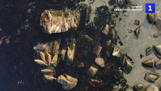 Остров Опасный в Приморском крае – крупнейшие лежбище тюленя ларга