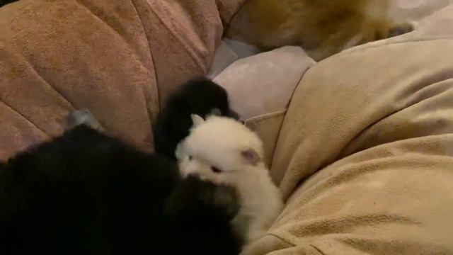 Наши питомцы: щенки кляйншпица Магдалины 1 мес и 3 дня25.12.20