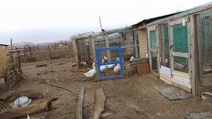 5 ноября. отчёт по яйценоскости кур. Ивермек для кур. Гуси. забор.