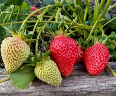 Посадка клубники  Необычный и эффективный способ посадки  Результат налицо