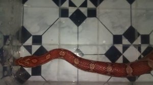 Размножение змей