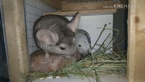 Малокклюзия у шиншилл, подрезка зубов, польза сена, лечение крючков.