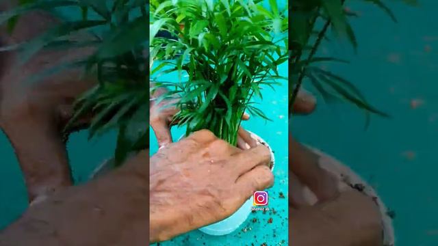 Areca palm Plant #flawers #sailing #plants /Shemiz sk/ смотреть онлайн