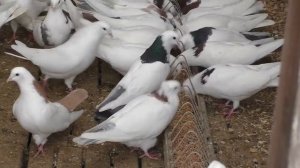 УНИКАЛЬНЫЕ БОЙНЫЕ ГОЛУБИ В МОСКВЕ, ПИТОМНИК МАРКА ЧАСТЬ 3-Я. #pigeons# #Tauben#көгершіндер#