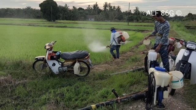 Loyant + Basagran M60, racun dalam petak anak padi смотреть онлайн