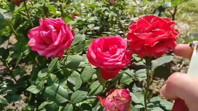 Обрезка роз после цветения.Слепые побеги. Плетистые,флорибунды,почвопокровные, чайно-гибридные. смотреть онлайн