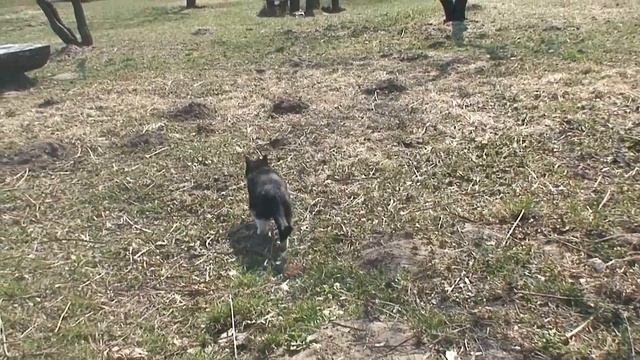 Кот-красавчик из парка) смотреть онлайн