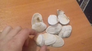 Добавление в аквариум ракушек!