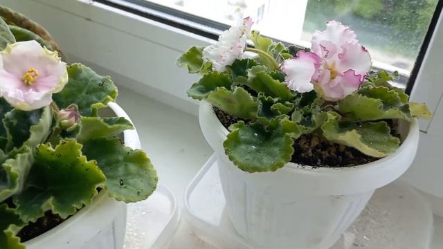 Мои #фиалки в июне смотреть онлайн