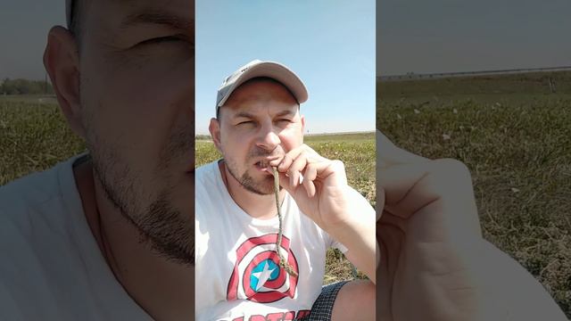 Ем соленый папоротник/Горный Алтай