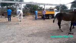 Horse breeding and mating . 2019