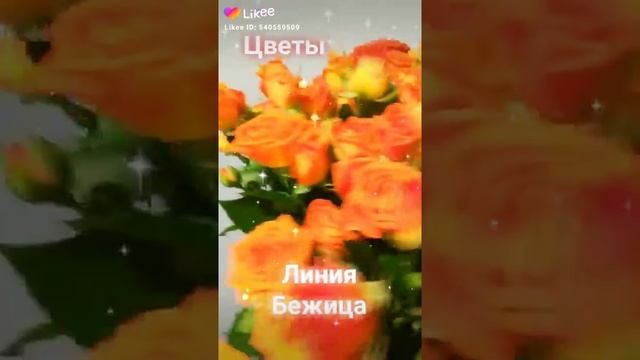 Великолепная оранжевая кустовая роза смотреть онлайн