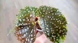 Выставка. Семейство геснериевых, фиалки и экзотические растения.