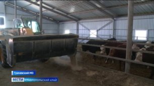 На Ставрополье наращивают производство мраморной говядины