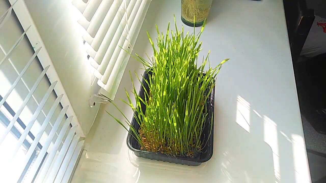 Выращиваю траву для кошки на окне