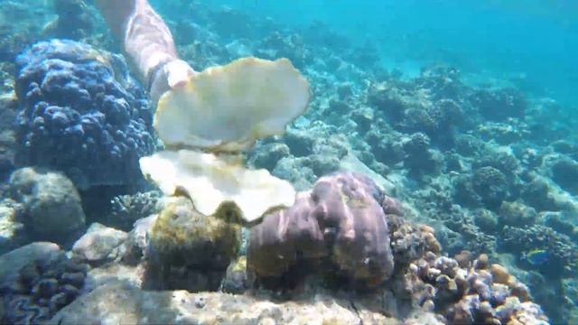 Подводный мир, большая ракушка. смотреть онлайн