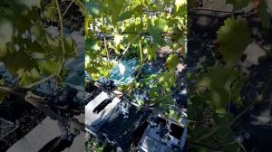 Сорт винограда Мускат Блау.