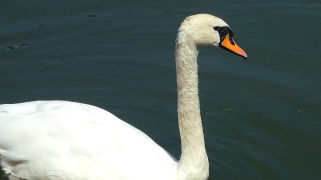 Люсьен Шамбаллани музыка для летнего отдыха души и тела. Белые лебеди на пруду. смотреть онлайн