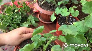 Герань🌺 обрезка, заношу домой с улицы.