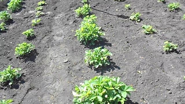 аквилегия или орлик... смотреть онлайн