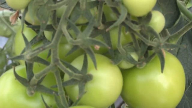 ВЫРАЩИВАНИЕ ТОМАТОВ В ВЕДРЕ смотреть онлайн