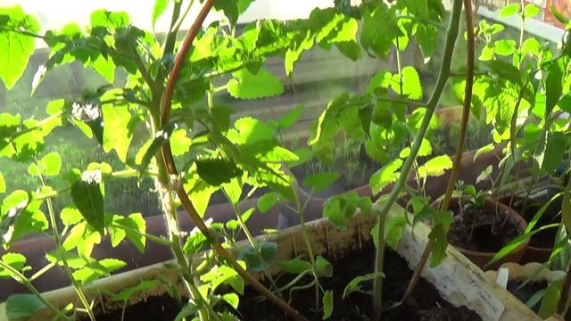 огород на окне и балконе/ поспевают мини-баклажаны! смотреть онлайн