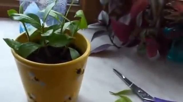 Гардения 4, формируем куст. смотреть онлайн