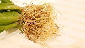 "Бульбовые" орхидеи, симподиалы. Начало моей коллекции.