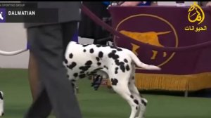 معلومات مهمة| عن كلب الدالميشن DALMATIAN DOG كيف تشتري كلب دلميشن مستوى عالي وأهم المواصفات المطلوب