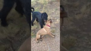 Русский черный терьер против малинуа..