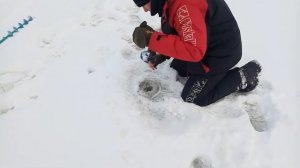 ЩУКА ДАЕТ ЖАРУ!!! Ловля зимой щуки на жерлицы на лесном озере в Новгородской области.