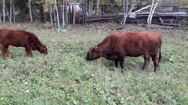 Калмыцкая порода корова и телочка 5  месяцев