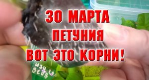 30 марта. Ой, какие корни у петунии, что с ней делать?