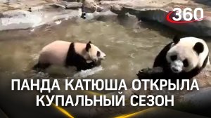 Шлепает по бассейну – панда Катюша из Московского зоопарка открыла купальный сезон