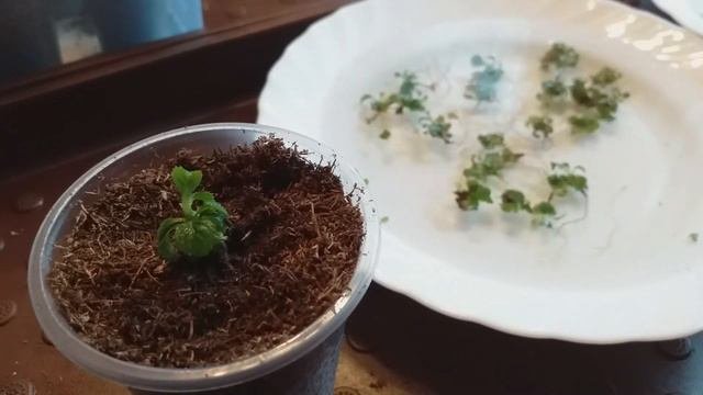 ГОРТЕНЗИИ In Vitro,КАК В ЕВРОПЕ. Посадка.